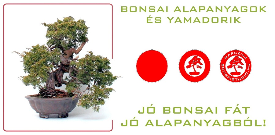 bonsai alapanyag vagy masneven bonsai material prebonsai pre bonsaj vasarlas for sale elado rendeles lombhullato bonsai kinalat exclusive japankerti bonsai fak